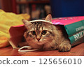 Striped cat peeks out of paper bag 125656010