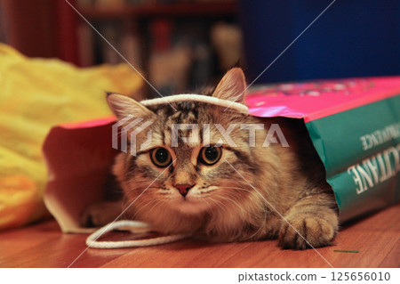 Striped cat peeks out of paper bag Striped cat peeks out of paper bag 125656010