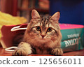 Striped cat peeks out of paper bag 125656011