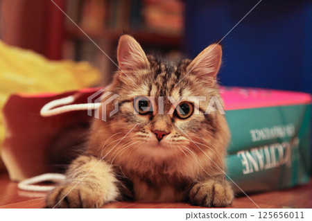Striped cat peeks out of paper bag Striped cat peeks out of paper bag 125656011