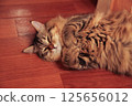 Striped cat lies on the floor clutching its paws 125656012