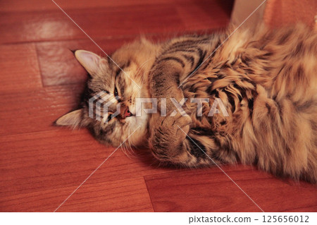 Striped cat lies on the floor clutching its paws 125656012