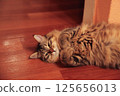 Striped cat lies on the floor clutching its paws 125656013