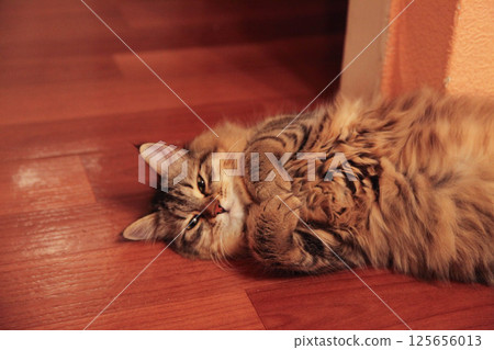 Striped cat lies on the floor clutching its paws 125656013