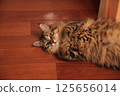 Striped cat lies on the floor clutching its paws 125656014