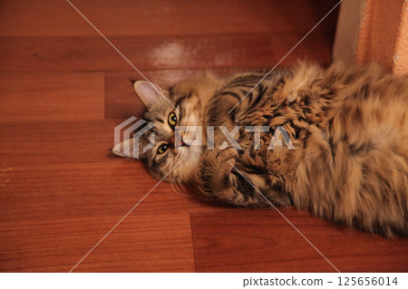 Striped cat lies on the floor clutching its paws 125656014