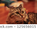 Striped cat frightened takes away ears 125656015