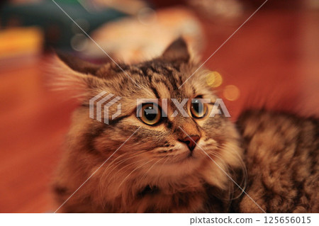 Striped cat frightened takes away ears 125656015