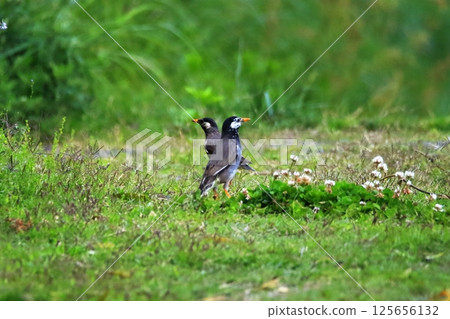 Tsundere Starling 125656132