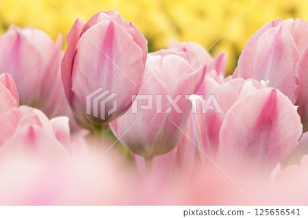 Soft and cute pink tulips, colorful, yellow background, close-up 125656541