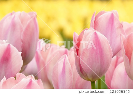 Soft and cute pink tulips, colorful, yellow background, close-up 125656545