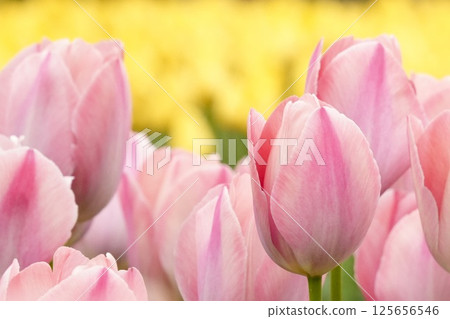 Soft and cute pink tulips, colorful, yellow background, close-up Soft and cute pink tulips, colorful, yellow background, close-up 125656546
