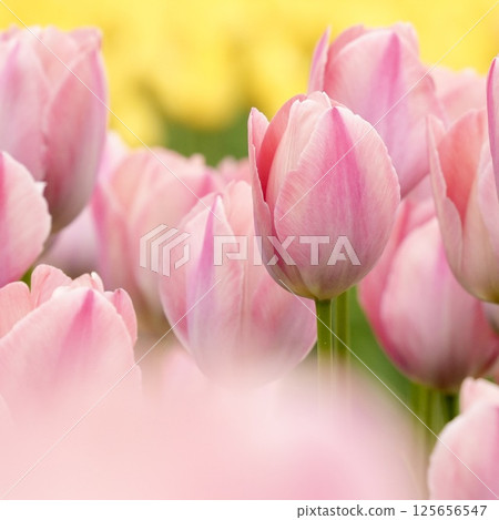 Soft and cute pink tulips, colorful, yellow background, close-up Soft and cute pink tulips, colorful, yellow background, close-up 125656547