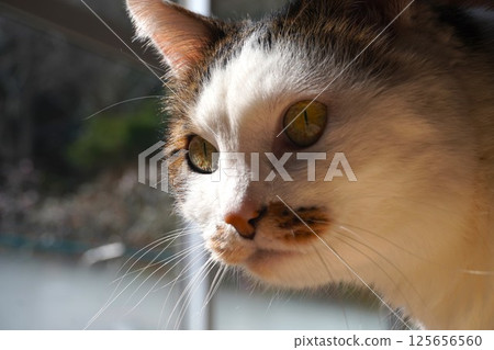 A cat staring at you 125656560