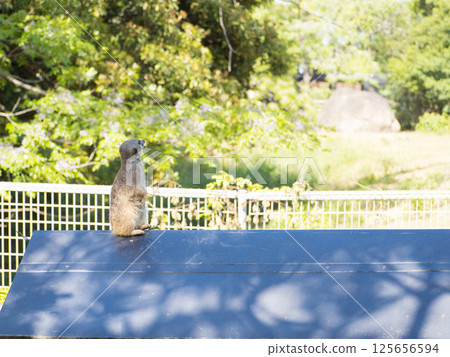 Nonhoi公園（豐橋動物園和植物園） 125656594