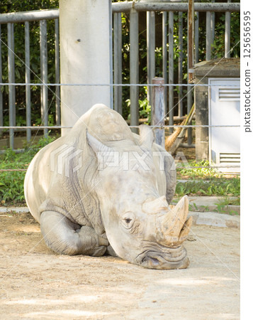 Nonhoi公園（豐橋動物園和植物園） 125656595