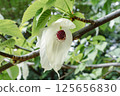 Handkerchief tree 125656830
