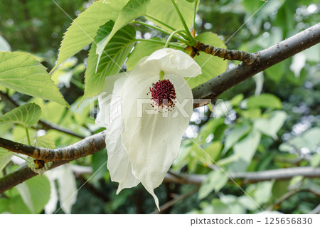 Handkerchief tree 125656830