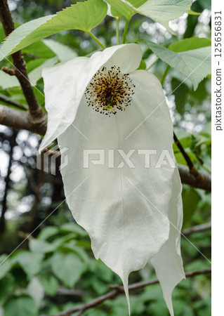Handkerchief tree 125656831