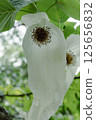 Handkerchief tree 125656832