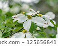White dogwood 125656841