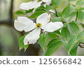 White dogwood 125656842