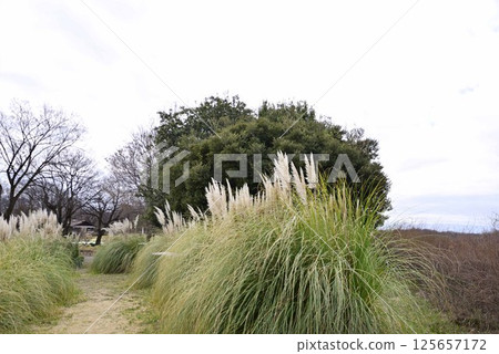 江南花卉公園的蒲葦 125657172