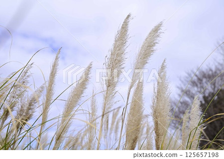 Pampas grass at Flower Park Konan 125657198