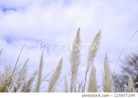 Pampas grass at Flower Park Konan 125657199