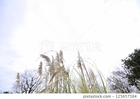 Pampas grass at Flower Park Konan Pampas grass at Flower Park Konan 125657384