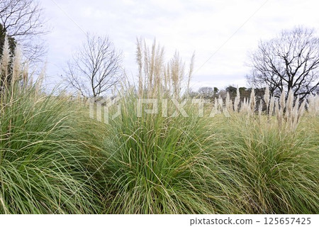 Pampas grass at Flower Park Konan 125657425