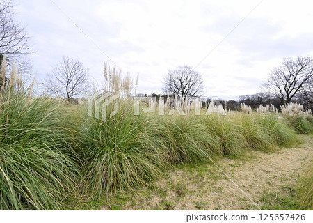Pampas grass at Flower Park Konan 125657426