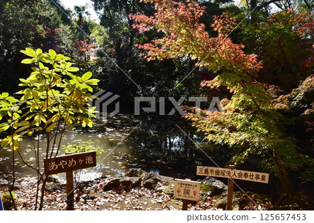 靜岡縣三島市立公園樂壽園的綾池和秋葉 125657453