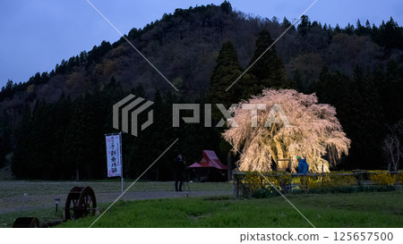 黃昏的「白間」：秋田縣，燈光璀璨的垂枝櫻花樹 125657500