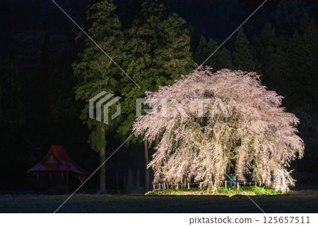 夢幻之夜：秋田縣大白正枝垂櫻點燈 125657511