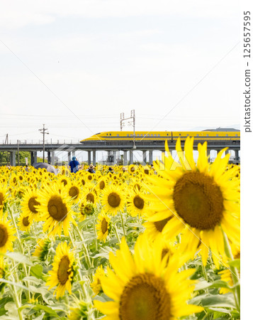 大垣向日葵田 2024 125657595