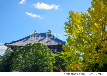 銀杏黃葉與大佛殿 125657976