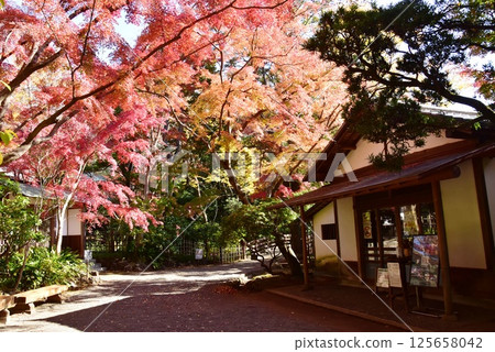 靜岡縣三島市立公園樂壽園的樂壽館和秋葉 靜岡縣三島市立公園樂壽園的樂壽館和秋葉 125658042