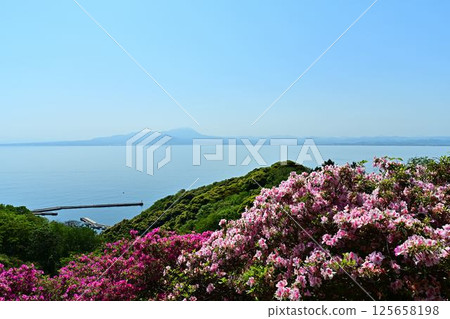 Azaleas in bloom, Mt. Daisen seen across the sea 125658198
