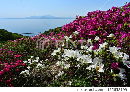 Azaleas in bloom, Mt. Daisen seen across the sea Azaleas in bloom, Mt. Daisen seen across the sea 125658199