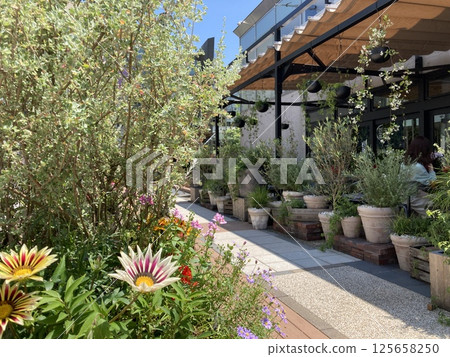 Colorful flowers blooming under the clear skies Colorful flowers blooming under the clear skies 125658250