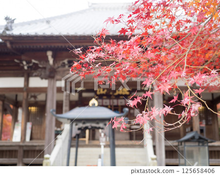 Autumn leaves at Jakkoin Temple 2024 125658406