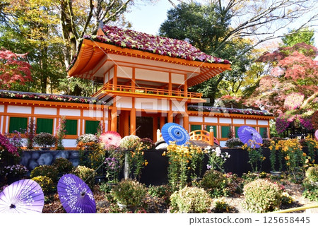 Chrysanthemum Festival at Rakujuen Park, Mishima City Park, Shizuoka Prefecture Chrysanthemum Festival at Rakujuen Park, Mishima City Park, Shizuoka Prefecture 125658445