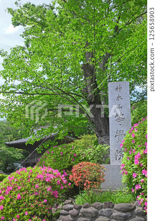川崎市戶學院與杜鵑花 125658903