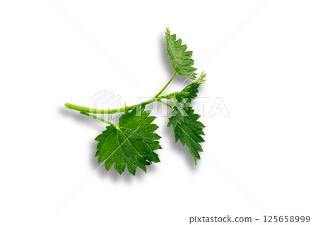 Nettle branch isolated on white background, clipping path, full depth of field Nettle branch isolated on white background, clipping path, full depth of field 125658999