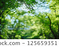 藍楓 125659351