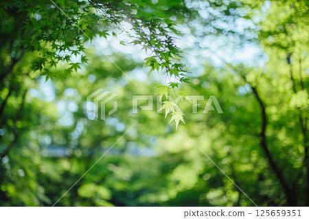 藍楓 125659351