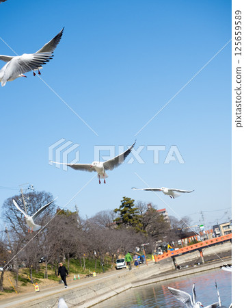 Black-headed gulls at Tennogawa Park 125659589