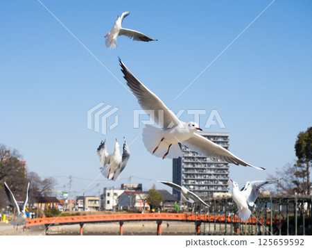 天王川公園的黑頭鷗 125659592