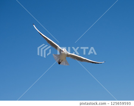 天王川公園的黑頭鷗 125659593